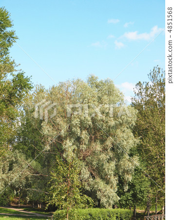 Willow Willow 4851568