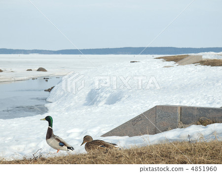Snow, lake and ducks Snow, lake and ducks 4851960