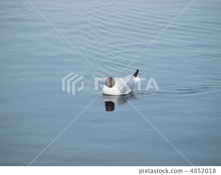 The seagull on lake The seagull on lake 4852018