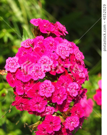 Carnation in a wood 4852029