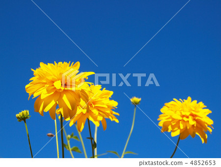 Yellow flower Yellow flower 4852653