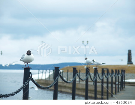 The seagull on a fencing 4853084