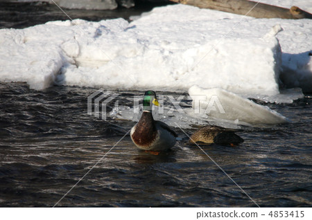Ducks on the river in winter 4853415