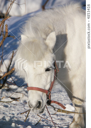 Portrait of a white pony in the winter 4853416