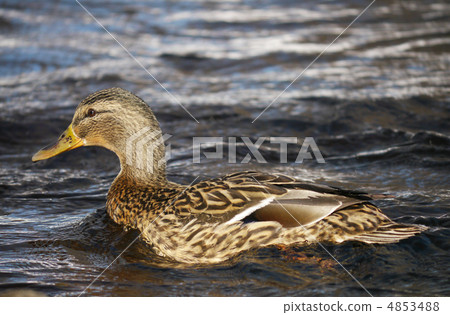 Duck on the river in winter Duck on the river in winter 4853488