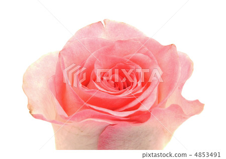 Rose on a white background Rose on a white background 4853491