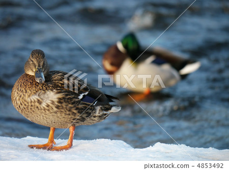 Duck on the river in winter Duck on the river in winter 4853492