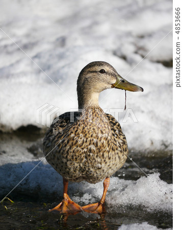 Duck on the river in winter Duck on the river in winter 4853666