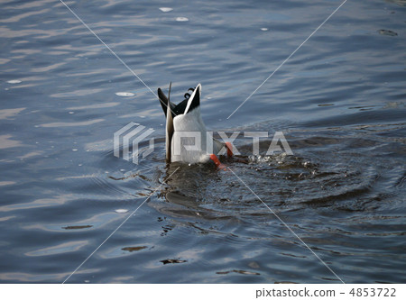 Duck Duck 4853722
