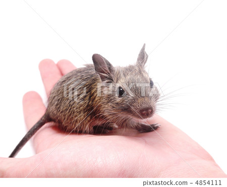 degus at hand degus at hand 4854111