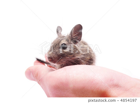 degus at hand degus at hand 4854197