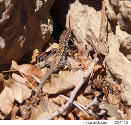 lizard lizard 4854420