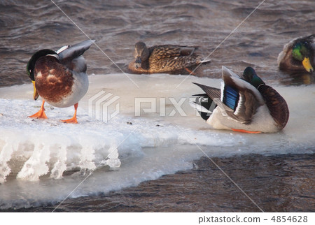 Ducks on the river in winter Ducks on the river in winter 4854628