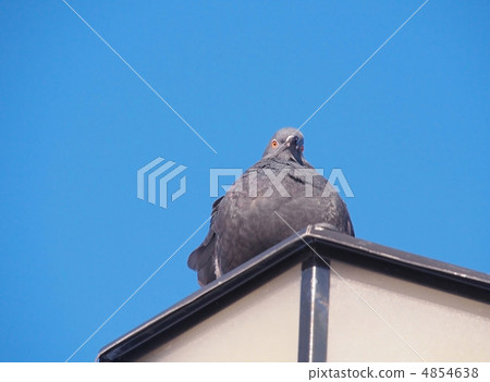 rock pigeon sitting on street lamp rock pigeon sitting on street lamp 4854638