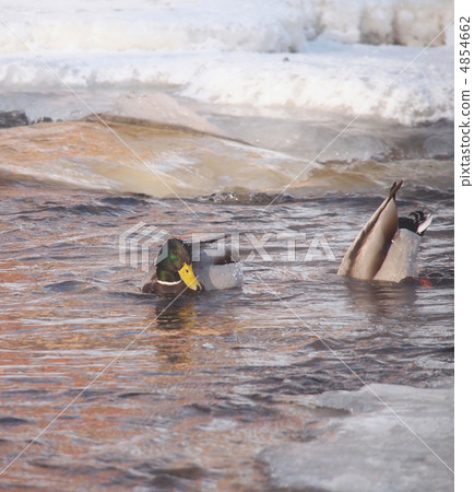 Diving ducks by the ice 4854662