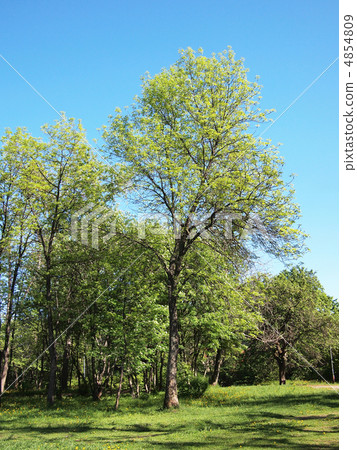 summer park, trees 4854809