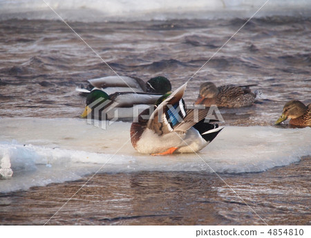 Ducks on the river in winter 4854810