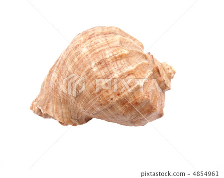 Seashell on white background Seashell on white background 4854961
