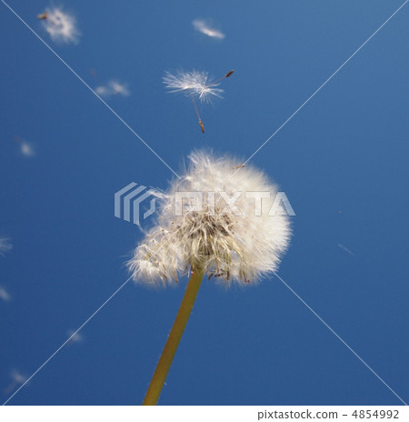 Dandelions on blue sky background 4854992
