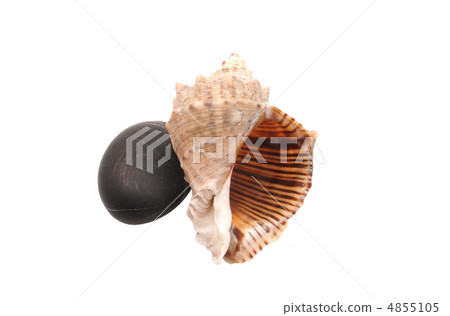 Sea shells and pebbles on a white background Sea shells and pebbles on a white background 4855105