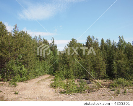 beautiful green forest beautiful green forest 4855201