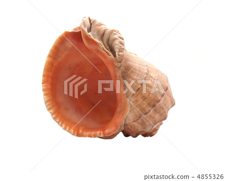 Seashell on white background 4855326