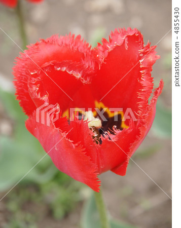 Beautiful red tulip Beautiful red tulip 4855430