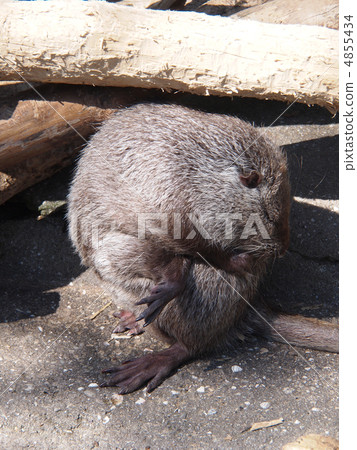 nutria nutria 4855434