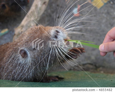 Portrait of a nutria 4855482