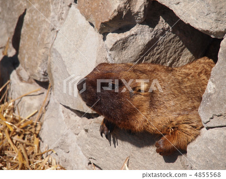 portrait of a marmot portrait of a marmot 4855568