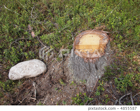 Freshly sawed big fir tree stump in spring forest 4855587