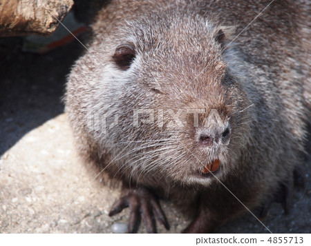Portrait of a nutria 4855713
