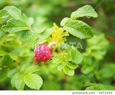 wild rose wild rose 4855849