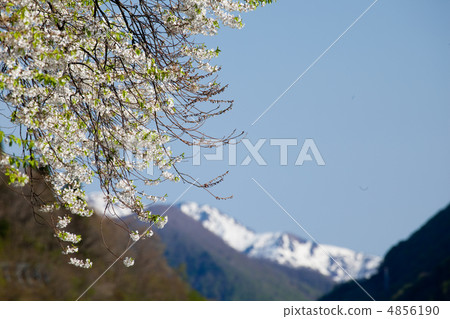 Shokawa Sakura 4856190