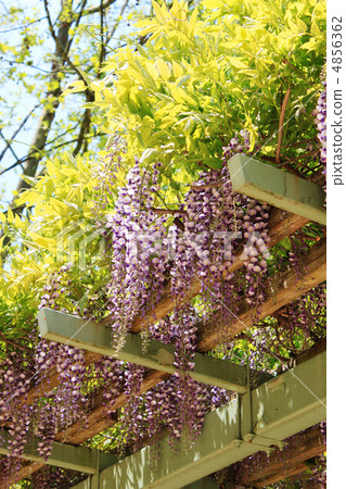 Wisteria flowers 4856362