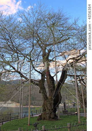 Shokawa Sakura Shokawa Sakura 4856364