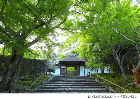 安田寺的新鮮綠色 4856423