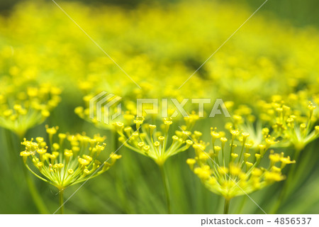 Kobe Haibu Garden Dill 4856537