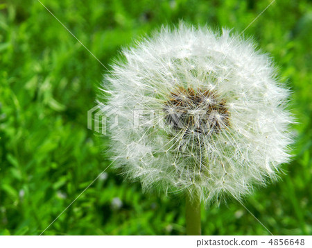 Dandelion's fluff 4856648