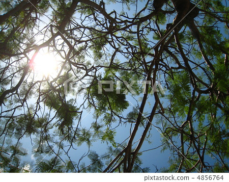 鳳凰樹和陽光 4856764