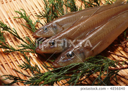 Above the kiss 4856840