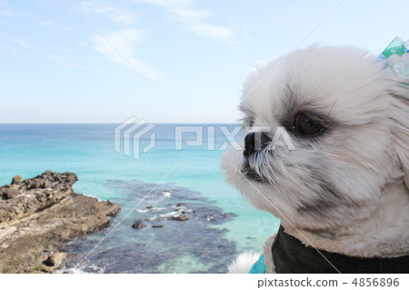 蒲公英和大海 4856896