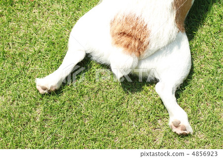 My dog (tail) My dog (tail) 4856923
