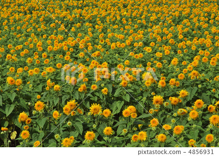 Tohoku Eighth 4856931