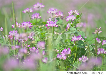 Kuki City Renge Festival Kuki City Renge Festival 4856935