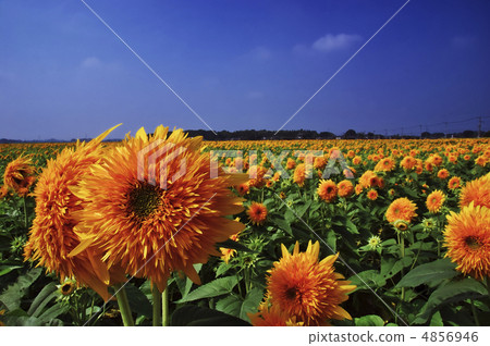 Tohoku Eighth 4856946