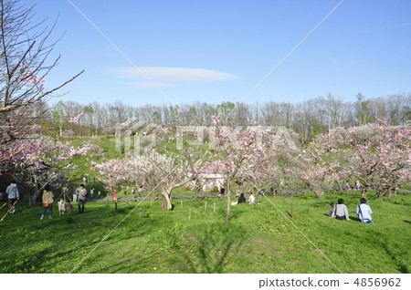 Hiraoka Park 4856962