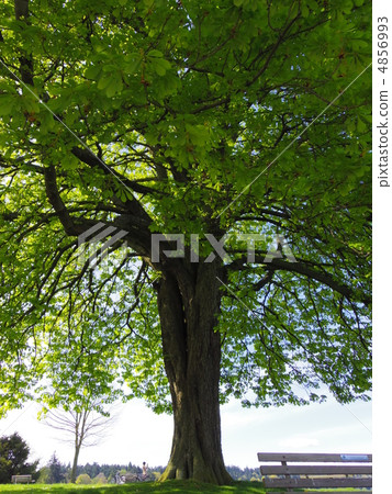 樹的陰影 樹的陰影 4856993