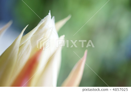 曇花 曇花 4857025