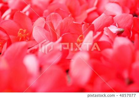 Nanoyo Zakura 4857077